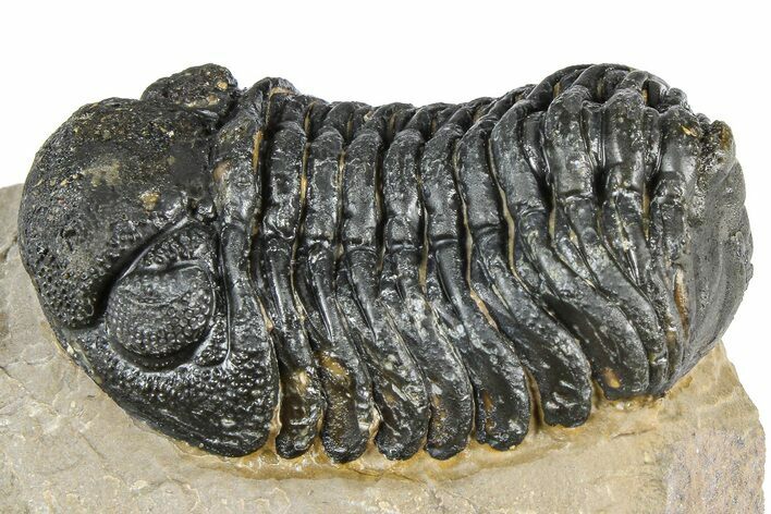 Bargain, Phacopid (Morocops) Trilobite - Foum Zguid, Morocco #363154